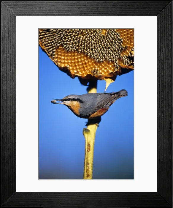 Framed Print : Nuthatch - On ripened sunflower head