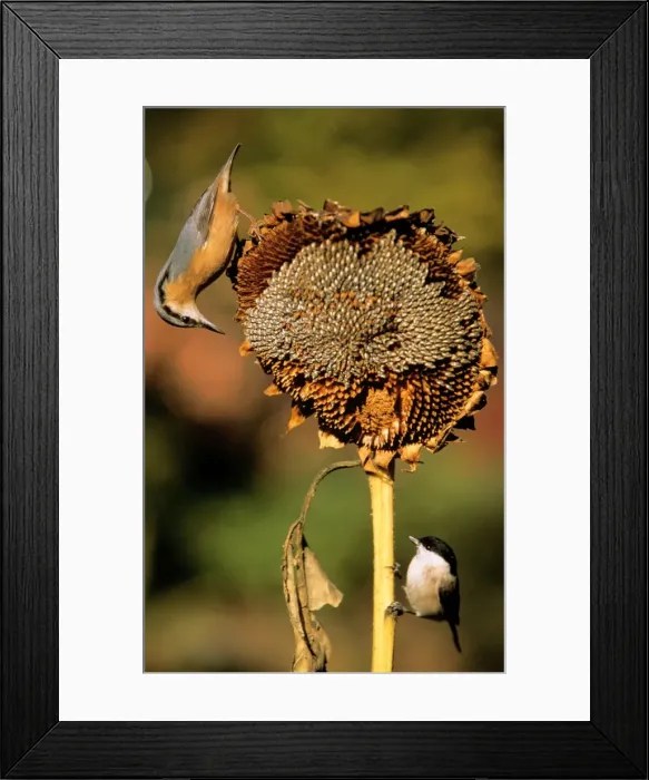 Framed Print : Nuthatch - on ripened sunflower head with Marsh Tit (Parus palustris) Framed Print : Nuthatch - on ripened sunflower head with Marsh Tit (Parus palustris)
