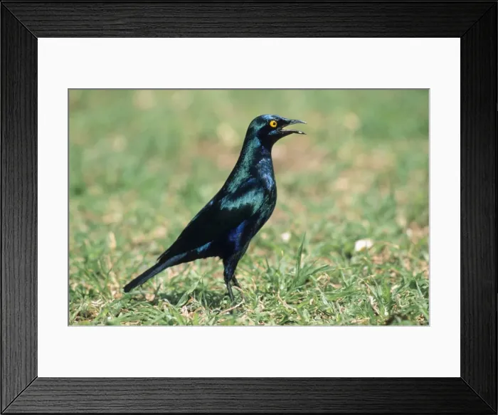 Framed Print : Glossy Starling - calling South Africa Framed Print : Glossy Starling - calling South Africa