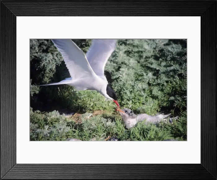 Framed Print : Arctic Tern - parent feeding fledgling Framed Print : Arctic Tern - parent feeding fledgling