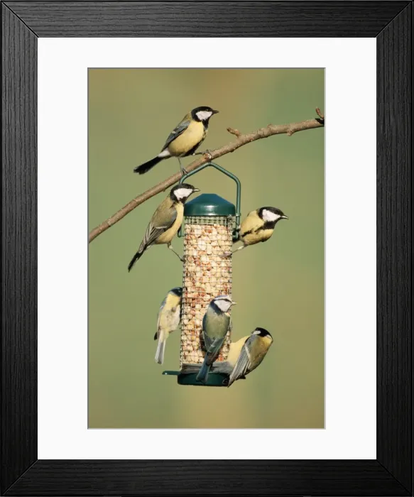 Framed Print : Great Tit Several on feeder in winter with a Blue Tit (Parus caeruleus) Framed Print : Great Tit Several on feeder in winter with a Blue Tit (Parus caeruleus)