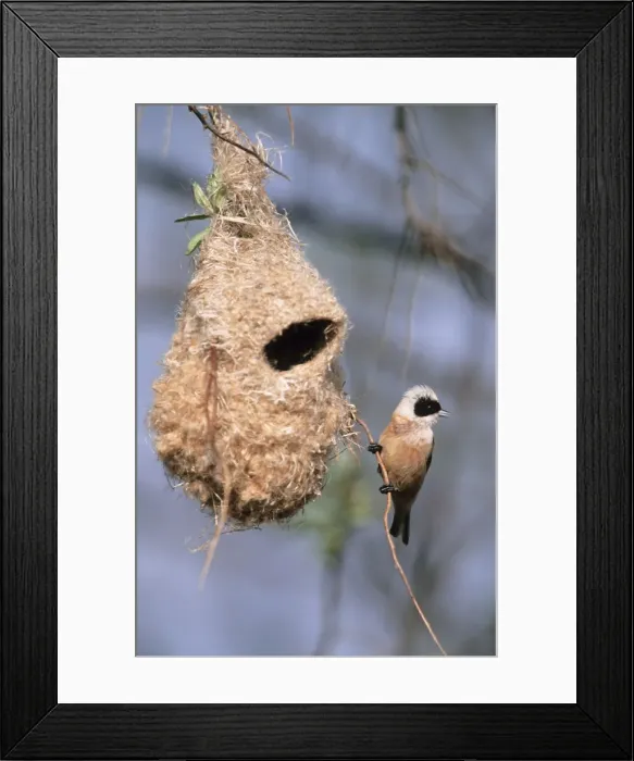 Framed Print : Penduline Tit - male singing in front of nest Framed Print : Penduline Tit - male singing in front of nest