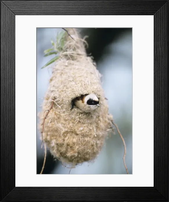 Framed Print : Penduline Tit - male inspecting newly built nest Framed Print : Penduline Tit - male inspecting newly built nest