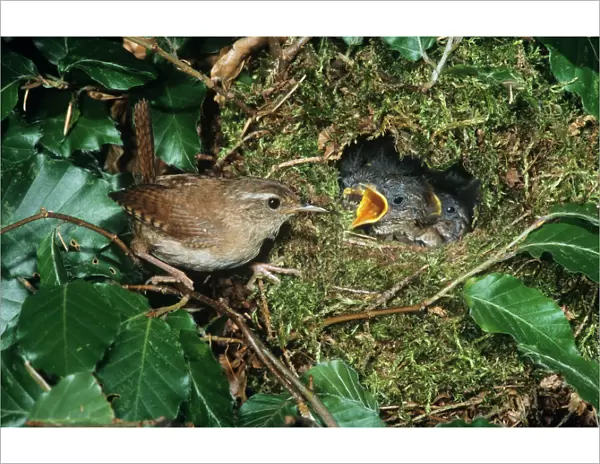 Wren - adult feeding offspring at nest