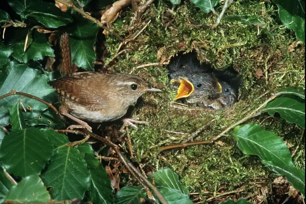 Wren - adult feeding offspring at nest