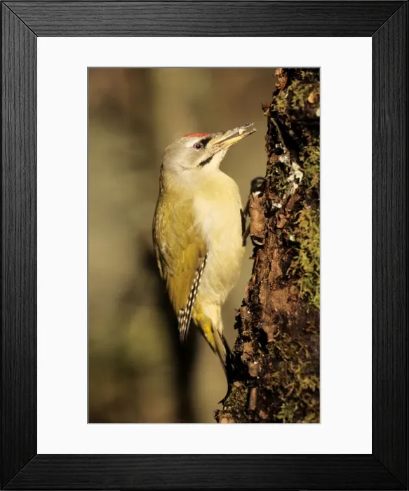 Framed Print : Grey-headed Woodpecker - feeding at tree-trunk Framed Print : Grey-headed Woodpecker - feeding at tree-trunk