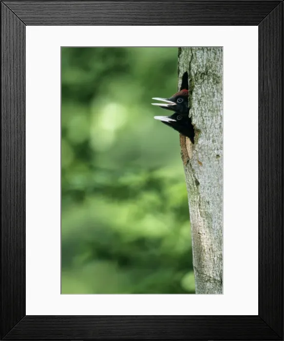 Framed Print : Black Woodpecker - offspring at nest entrance Framed Print : Black Woodpecker - offspring at nest entrance
