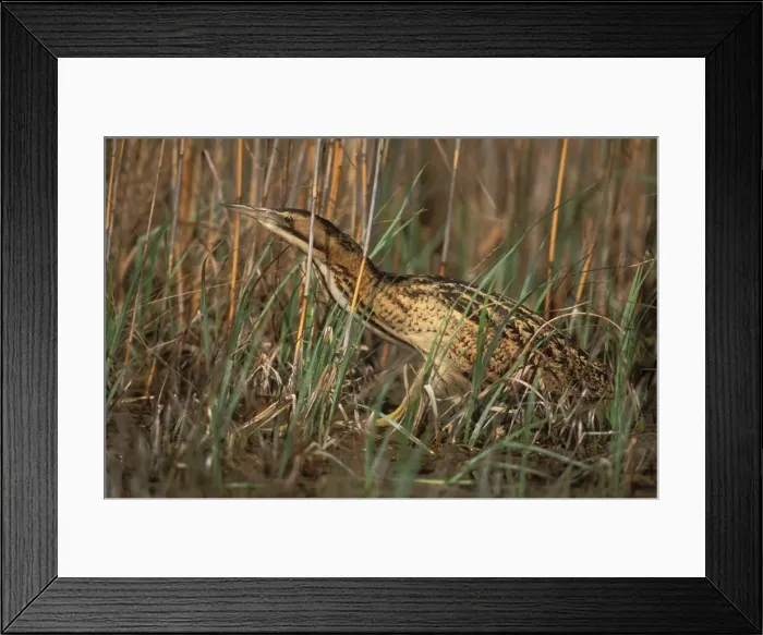 Framed Print : Bittern. USH-92. BITTERN - within long grass Framed Print : Bittern. USH-92. BITTERN - within long grass