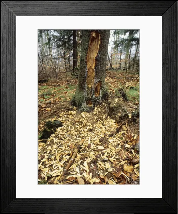 Framed Print : Black Woodpecker - damage to fir tree Framed Print : Black Woodpecker - damage to fir tree