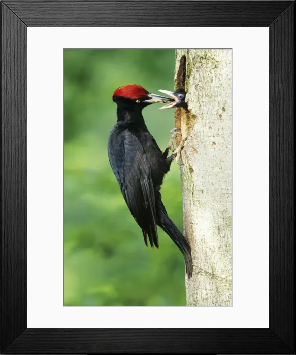 Framed Print : Black Woodpecker - male feeding offspring at nest entrance Framed Print : Black Woodpecker - male feeding offspring at nest entrance