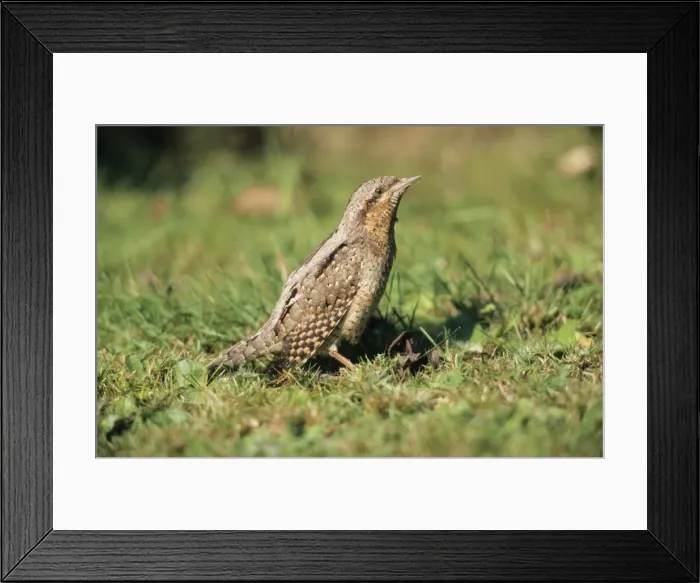 Framed Print : Wryneck - on lawn suuning itself Framed Print : Wryneck - on lawn suuning itself
