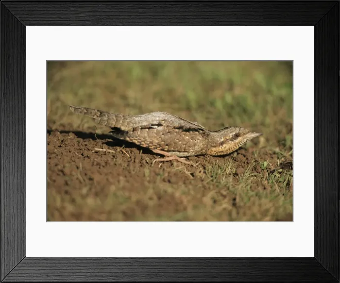 Framed Print : Wryneck - squatting on lawn trying to avoid detection by soaring Kestrel Framed Print : Wryneck - squatting on lawn trying to avoid detection by soaring Kestrel