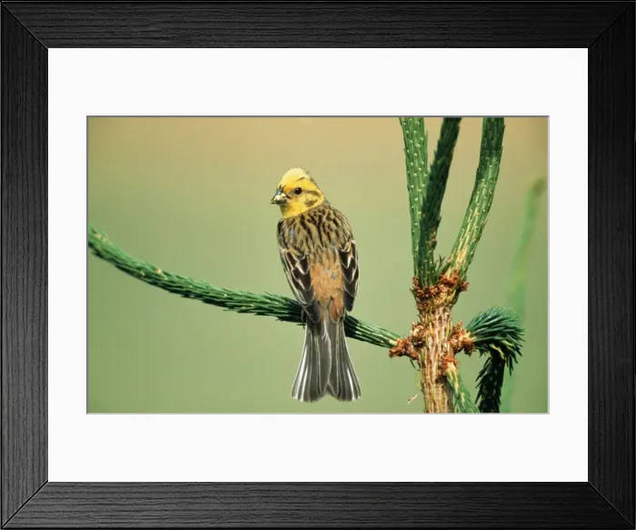 Framed Print : Yellowhammer Male on singing perch Framed Print : Yellowhammer Male on singing perch