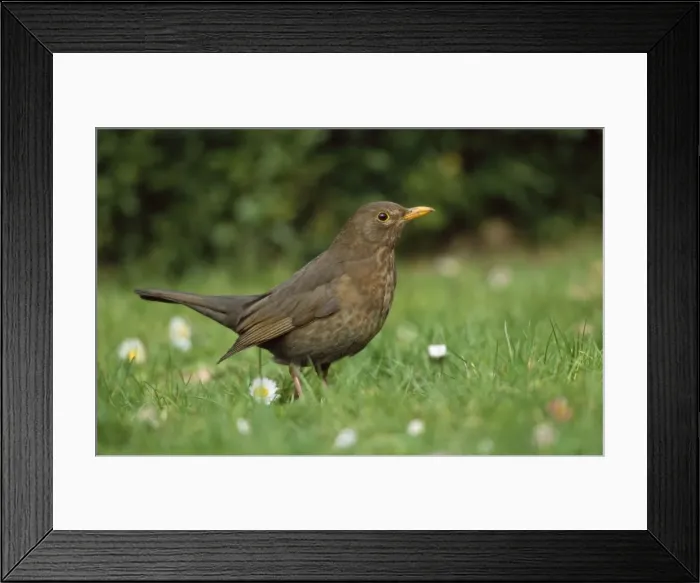 Framed Print : Blackbird - female on lawn foraging for food Framed Print : Blackbird - female on lawn foraging for food