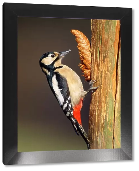 Great Spotted Woodpecker - female at fir cone 'anvil'