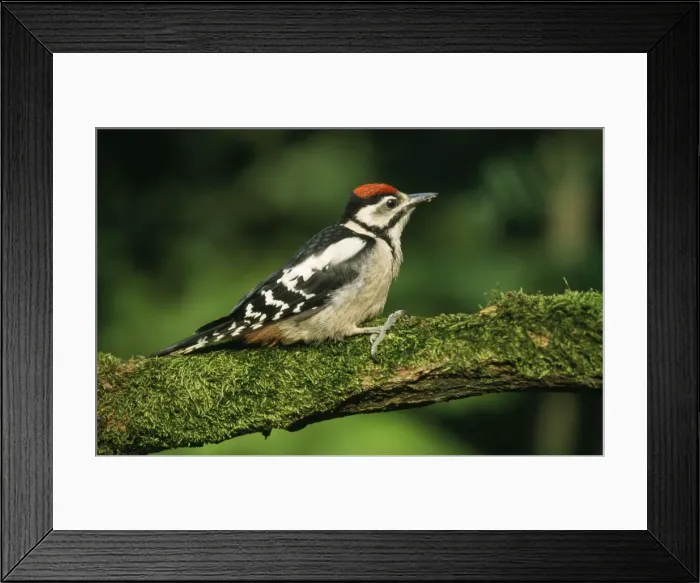 Framed Print : Great Spotted Woodpecker - juvenile Framed Print : Great Spotted Woodpecker - juvenile