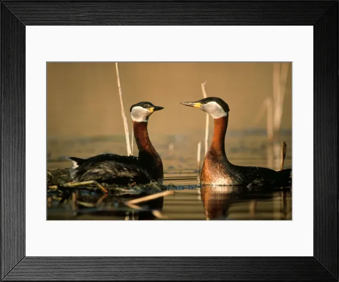Framed Print : Red-necked Grebe - courtship display