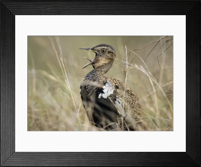 Framed Print : Redcrested Korhaan / Bustard - calling South Africa Framed Print : Redcrested Korhaan / Bustard - calling South Africa
