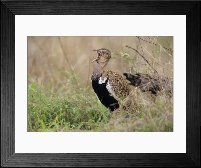 Framed Print : Red-crested Bustard / Korhaan - calling South Africa Framed Print : Red-crested Bustard / Korhaan - calling South Africa