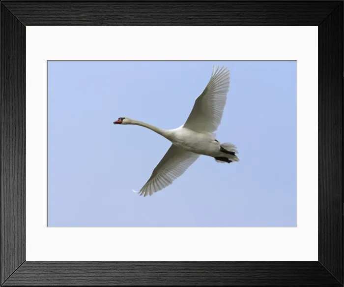 Framed Print : Mute Swan - In flight against pale blue sky Framed Print : Mute Swan - In flight against pale blue sky