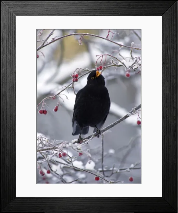 Framed Print : Blackbird - Male, sitting in snow covered hawthorn tree eating berries Winter Framed Print : Blackbird - Male, sitting in snow covered hawthorn tree eating berries Winter