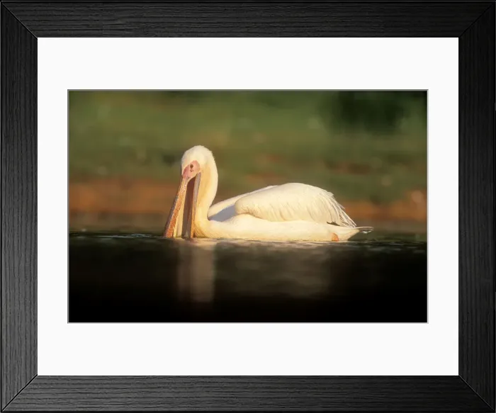 Framed Print : White Pelican Fishing. KwaZulu-natal. South Africa Framed Print : White Pelican Fishing. KwaZulu-natal. South Africa