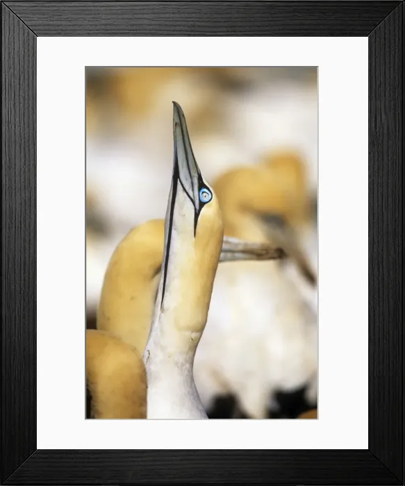 Framed Print : Cape Gannet - displaying Bird Island, Eastern Cape Province, South Africa Framed Print : Cape Gannet - displaying Bird Island, Eastern Cape Province, South Africa