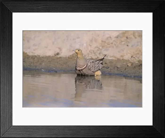 Framed Print : Namaqua Sandgrouse - Male feather soaking Kgalagadi Transfrontier Park, South Africa Framed Print : Namaqua Sandgrouse - Male feather soaking Kgalagadi Transfrontier Park, South Africa