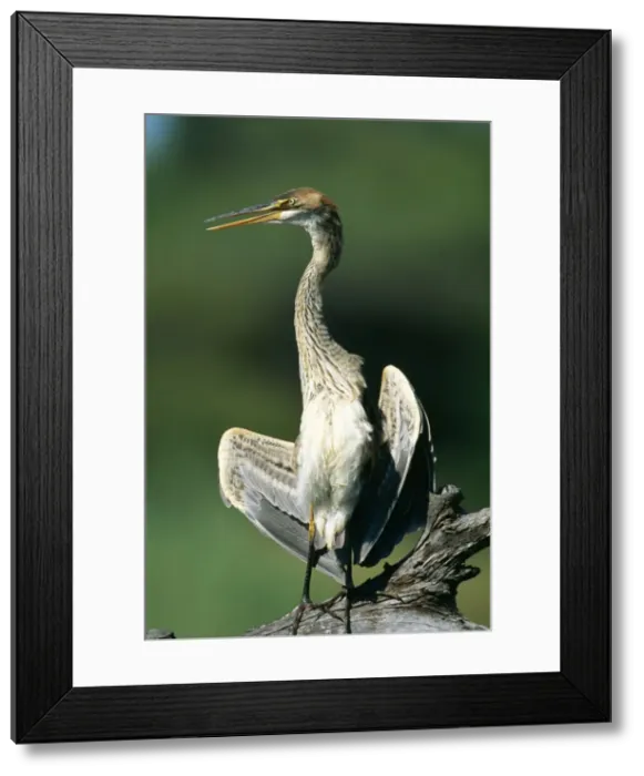 Framed Print : Purple Heron Juvenile sunning itself. Kruger National Park, South Africa Framed Print : Purple Heron Juvenile sunning itself. Kruger National Park, South Africa