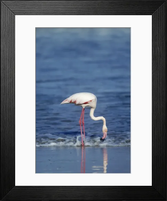 Framed Print : Greater Flamingo - feeding West Coast, Namibia, Africa Framed Print : Greater Flamingo - feeding West Coast, Namibia, Africa