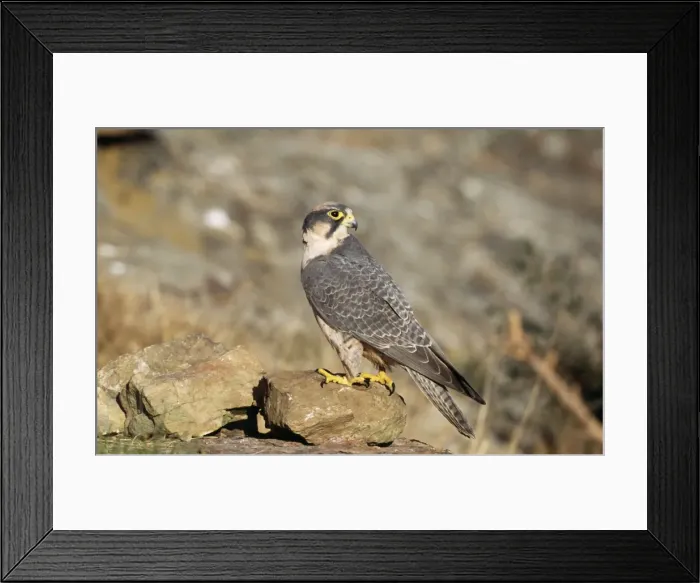 Framed Print : Lanner Falcon Giant's Castle game reserve, Drakensberg, Kwazulu-Natal, South Africa Framed Print : Lanner Falcon Giant's Castle game reserve, Drakensberg, Kwazulu-Natal, South Africa