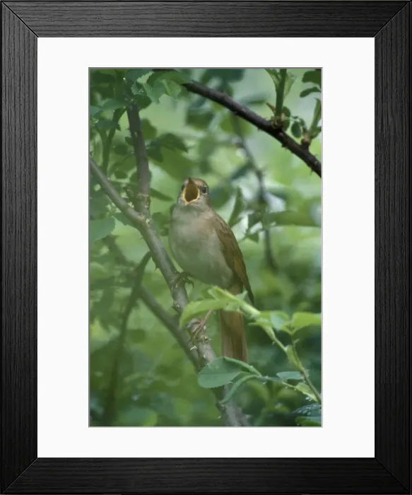 Framed Print : Nightingale - Male singing Framed Print : Nightingale - Male singing