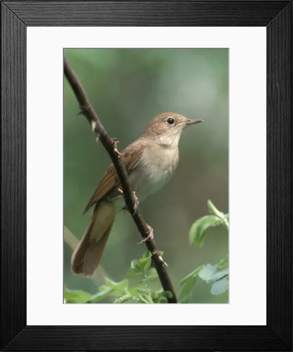 Framed Print : Nightingale - Male perched on branch Framed Print : Nightingale - Male perched on branch