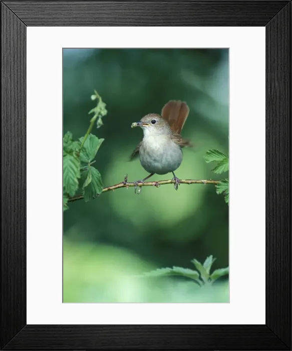 Framed Print : Nightingale - Adult with food in mouth for the juveniles Framed Print : Nightingale - Adult with food in mouth for the juveniles