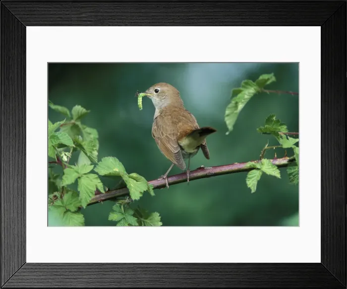 Framed Print : Nightingale - Adult with food for the juveniles Framed Print : Nightingale - Adult with food for the juveniles