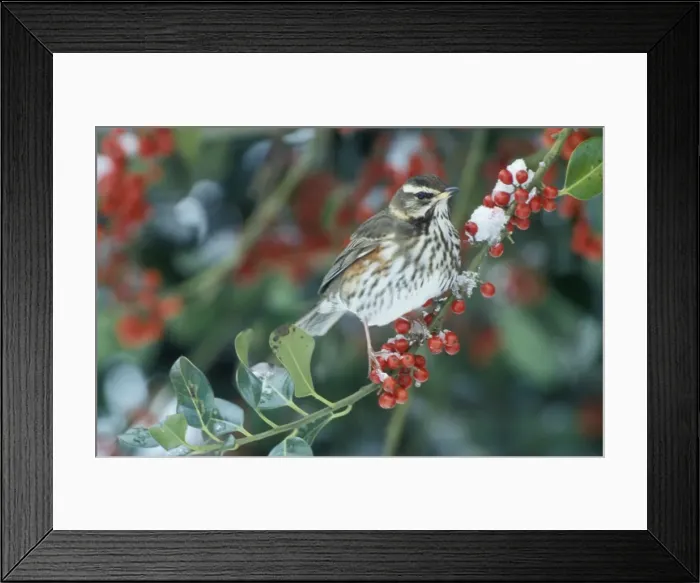 Framed Print : Redwing - Adult feeding on the berries of the holly (Ilex aquifolium pyramidalis') Framed Print : Redwing - Adult feeding on the berries of the holly (Ilex aquifolium pyramidalis')