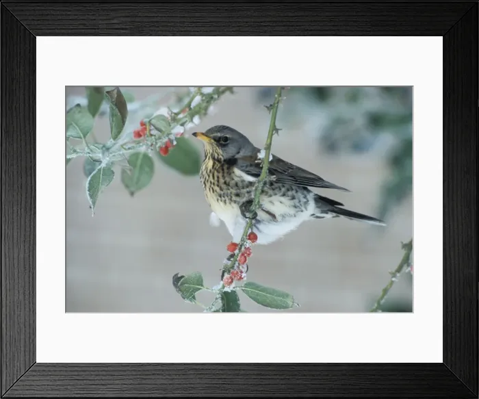Framed Print : Fieldfare - Adult feeding on the berries of the holly (Ilex aquifolium pyramidalis') Framed Print : Fieldfare - Adult feeding on the berries of the holly (Ilex aquifolium pyramidalis')
