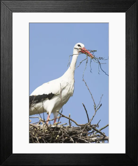 Framed Print : White stork Building nestsite The Netherlands, Drente, Breedingstation ´De Lokkerij´ Framed Print : White stork Building nestsite The Netherlands, Drente, Breedingstation ´De Lokkerij´