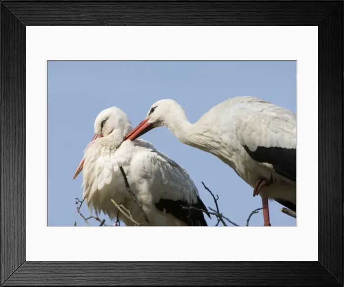 Framed Print : White stork Adult male and female display The Netherlands, Drente, Breedingstation ´De Lokkerij´ Framed Print : White stork Adult male and female display The Netherlands, Drente, Breedingstation ´De Lokkerij´