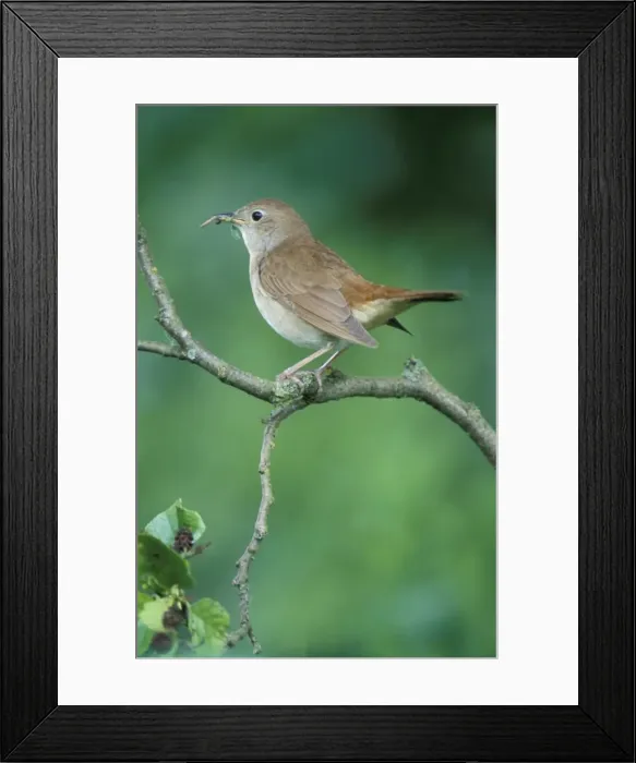 Framed Print : Nightingale - Adult with food in mouth for the juveniles Framed Print : Nightingale - Adult with food in mouth for the juveniles
