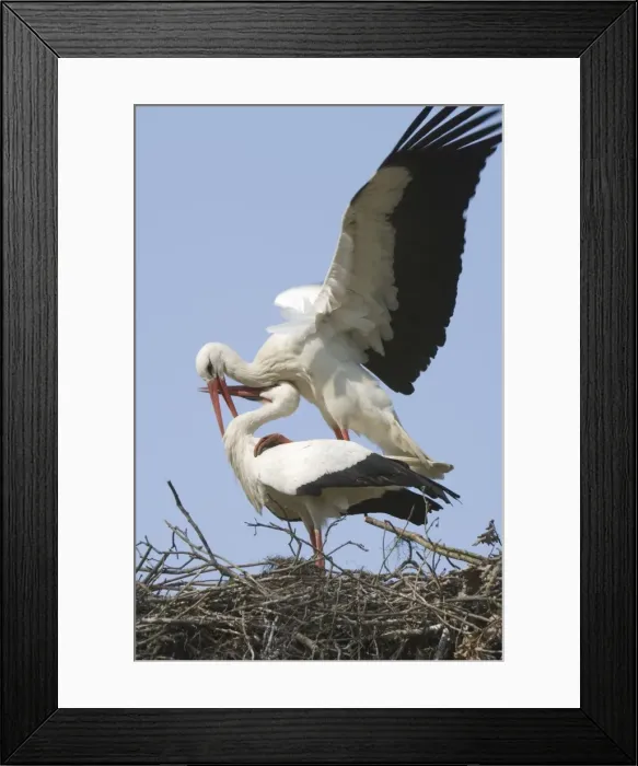 Framed Print : White stork Adult male and female display The Netherlands, Drente, Breedingstation ´De Lokkerij´ Framed Print : White stork Adult male and female display The Netherlands, Drente, Breedingstation ´De Lokkerij´