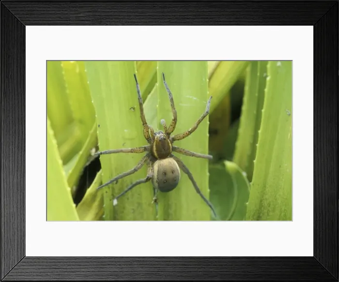 Framed Print : Fen raft spider - Female guarding the nest at the water soldiers Framed Print : Fen raft spider - Female guarding the nest at the water soldiers