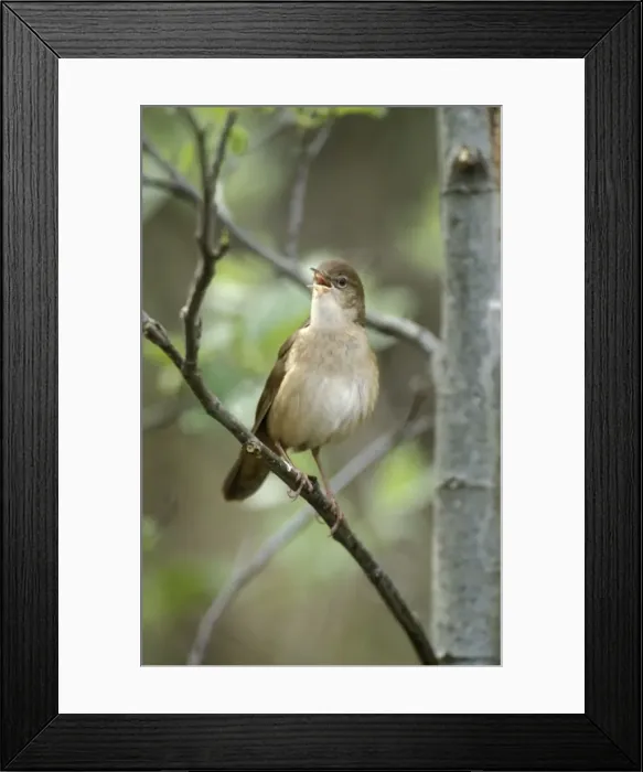 Framed Print : Savi's warbler - Adult male singing Framed Print : Savi's warbler - Adult male singing