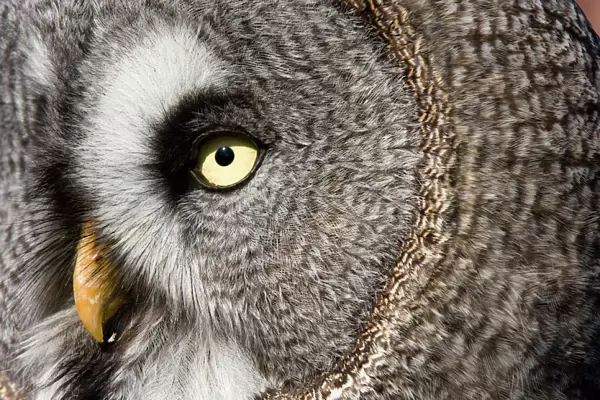 Great grey owl - Close-up of face. Adult