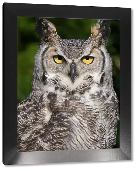 Montana great horned owl - Adult