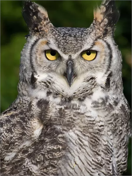 Montana great horned owl - Adult