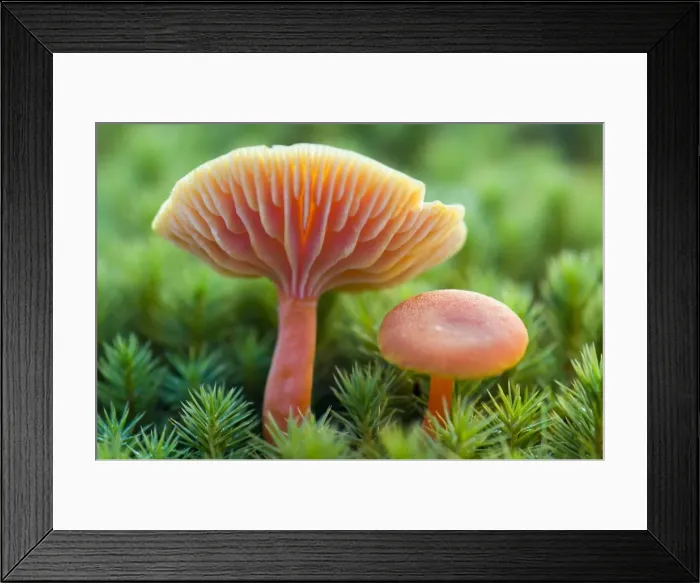 Framed Print : Scarlet waxy cap Framed Print : Scarlet waxy cap