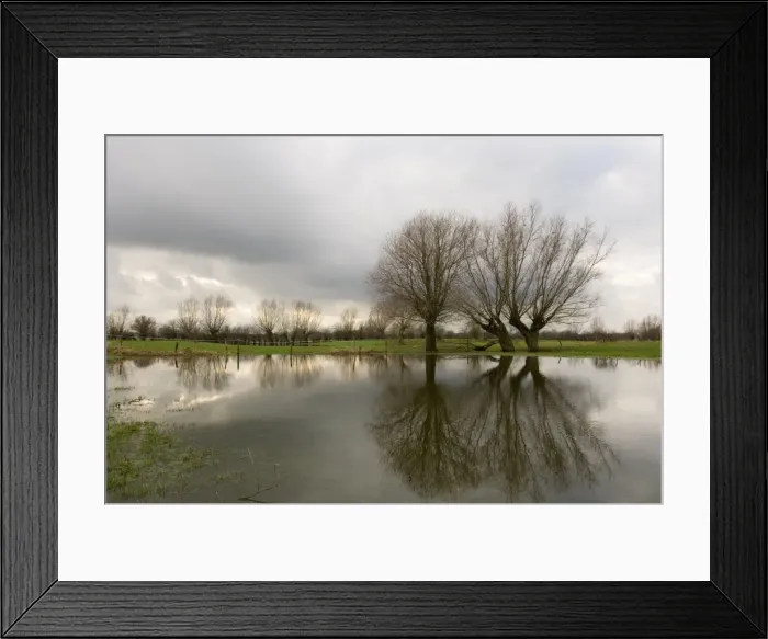 Framed Print : Pollard willow - Reflections in the flooded forelands of the river IJssel, The Netherlands, in winter Framed Print : Pollard willow - Reflections in the flooded forelands of the river IJssel, The Netherlands, in winter