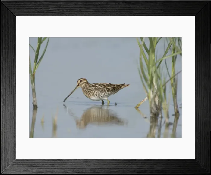 Framed Print : Common snipe Foraging in the wetlands The Netherlands, Overijssel, Nature reserve De Wieden Framed Print : Common snipe Foraging in the wetlands The Netherlands, Overijssel, Nature reserve De Wieden