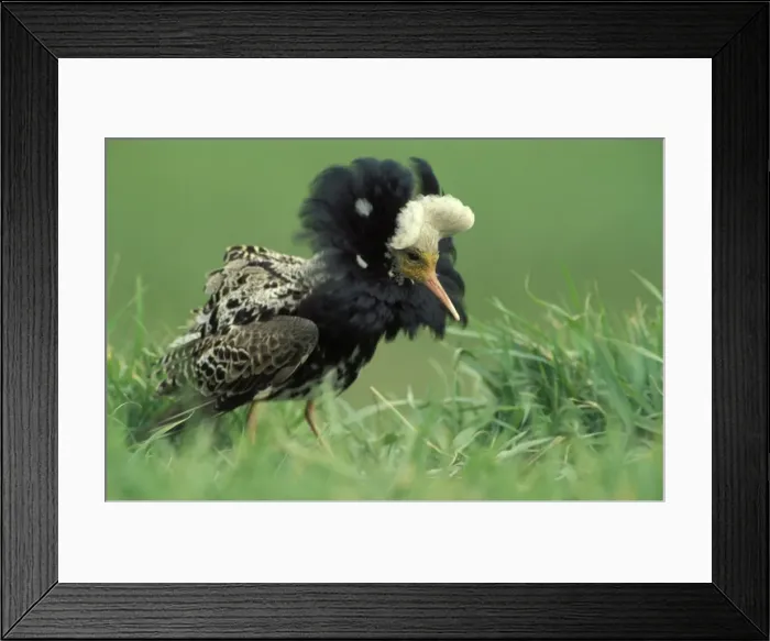 Framed Print : Ruff - Male displaying Overijssel, Netherlands Framed Print : Ruff - Male displaying Overijssel, Netherlands